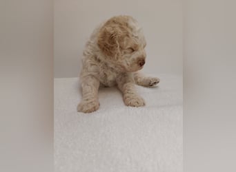 Welpen Lagotto Romangolo