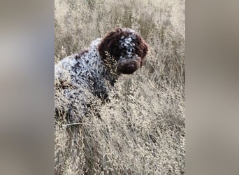 Welpen Lagotto Romagnolo