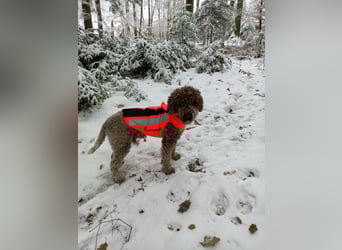 Lagotto Romagnolo