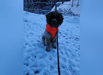 Lagotto Romagnolo