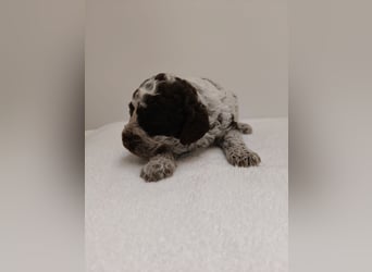 Welpen Lagotto Romangolo