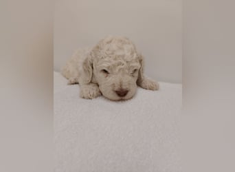Welpen Lagotto Romangolo