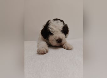 Welpen Lagotto Romangolo