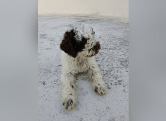 Welpen Lagotto Romagnolo