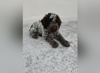 Welpen Lagotto Romagnolo