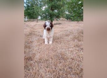 Welpen Lagotto Romagnolo