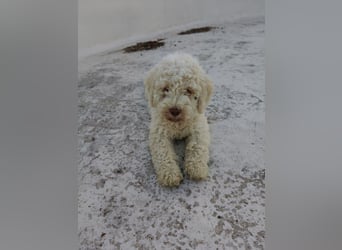 Welpen Lagotto Romagnolo