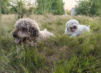 Welpen Lagotto Romagnolo
