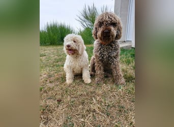 Welpen Lagotto Romagnolo