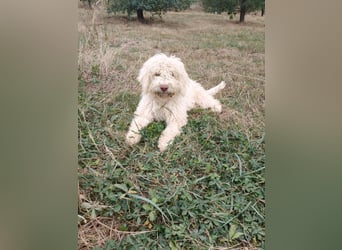 Welpen Lagotto Romagnolo mit Papieren
