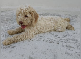 Welpen Lagotto Romagnolo