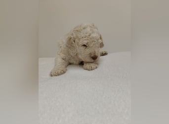 Welpen Lagotto Romangolo