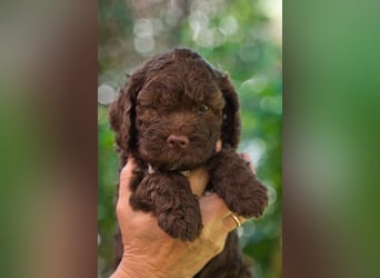 Lagotto Romagnolo