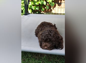Lagotto Romagnolo