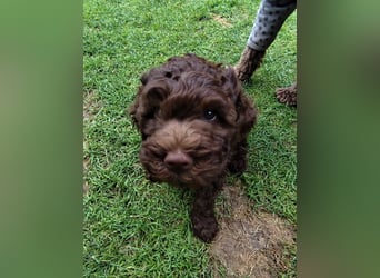 Lagotto Romagnolo