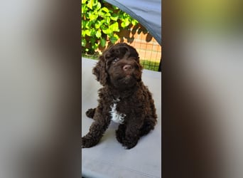 Lagotto Romagnolo