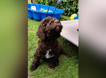 Lagotto Romagnolo