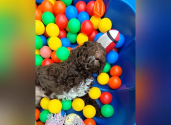 Lagotto Romagnolo