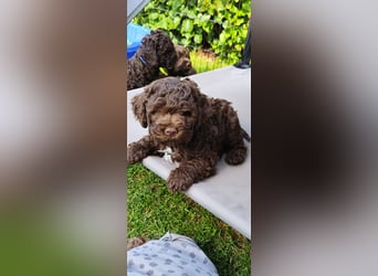 Lagotto Romagnolo