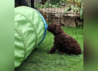 Lagotto Romagnolo