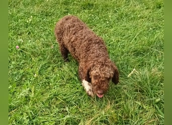 Lagotto Romagnolo puppies