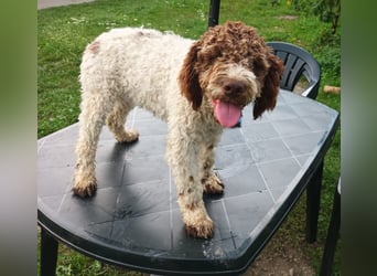 Lagotto Romagnolo puppies