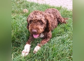 Lagotto Romagnolo puppies
