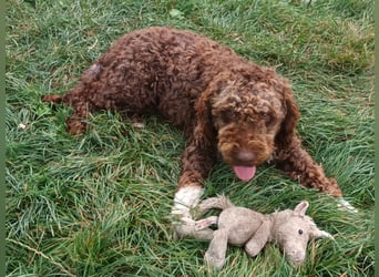 Lagotto Romagnolo puppies