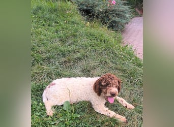 Lagotto Romagnolo puppies