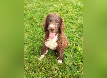 Lagotto Romagnolo puppies