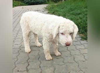 Lagotto Romagnolo puppies