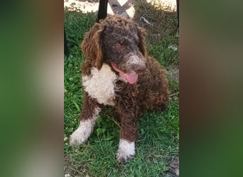 Lagotto Romagnolo puppies