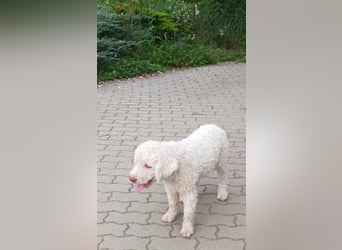 Lagotto Romagnolo puppies