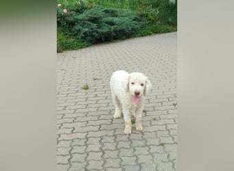 Lagotto Romagnolo puppies