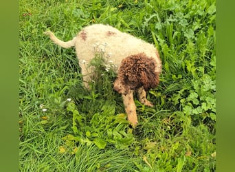 Lagotto Romagnolo puppies