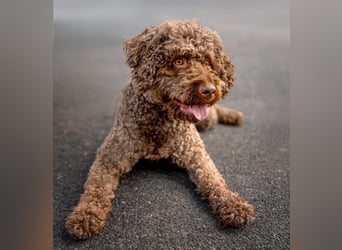 LaCody - ruhiger Zeitgenosse - Tierhilfe Franken e.V.