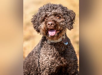 LaCody - ruhiger Zeitgenosse - Tierhilfe Franken e.V.