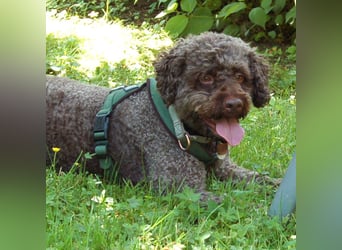 LaCody - ruhiger Zeitgenosse - Tierhilfe Franken e.V.