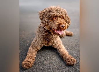 LaCody - ruhiger Zeitgenosse - Tierhilfe Franken e.V.