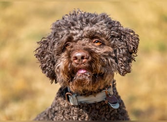 LaCody - ruhiger Zeitgenosse - Tierhilfe Franken e.V.