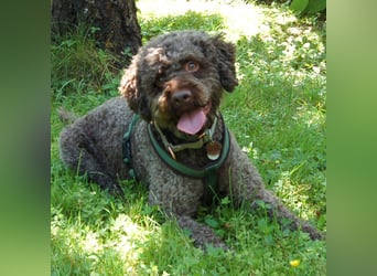 LaCody - ruhiger Zeitgenosse - Tierhilfe Franken e.V.