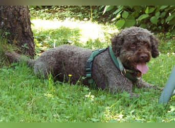 LaCody - ruhiger Zeitgenosse - Tierhilfe Franken e.V.