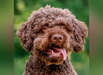 LaCody - ruhiger Zeitgenosse - Tierhilfe Franken e.V.