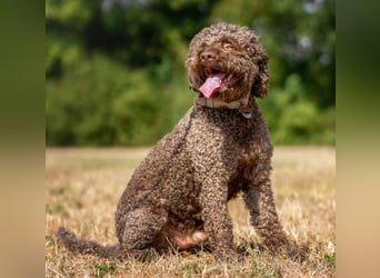 LaCody - ruhiger Zeitgenosse - Tierhilfe Franken e.V.