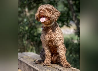 LaCody - ruhiger Zeitgenosse - Tierhilfe Franken e.V.