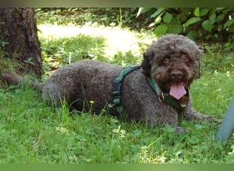 LaCody - ruhiger Zeitgenosse - Tierhilfe Franken e.V.