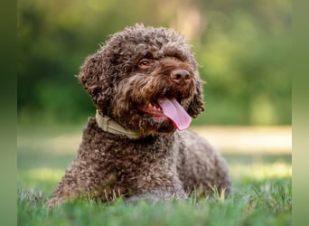 LaCody - ruhiger Zeitgenosse - Tierhilfe Franken e.V.