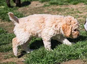 Wunderschöne Lagotto Romagnolo Welpen