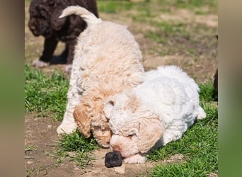 Wunderschöne Lagotto Romagnolo Welpen