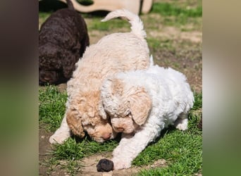 Wunderschöne Lagotto Romagnolo Welpen